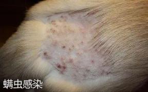 狗狗皮肤病久治不愈，原因是用错药，选对药才能根治-第3张-宠物相关-宝佳网