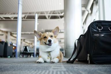 空运狗狗没那么简单，没有考虑到这六点，劝你别带狗坐飞机-第1张-宠物相关-宝佳网