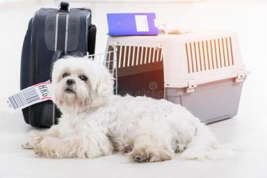 中国东方航空国内宠物托运指南-第3张-宠物相关-宝佳网