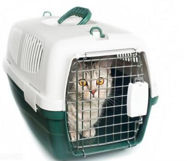 猫咪托运有什么要求，不能与主人一同进入机舱，需办理托运手续-第2张-宠物相关-宝佳网