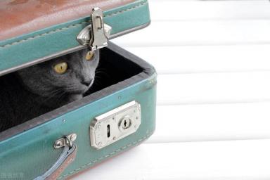 猫咪托运有什么要求，不能与主人一同进入机舱，需办理托运手续-第4张-宠物相关-宝佳网