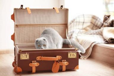 猫咪托运有什么要求，不能与主人一同进入机舱，需办理托运手续-第5张-宠物相关-宝佳网