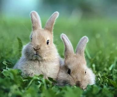教小白如何养兔子-第6张-宠物相关-宝佳网