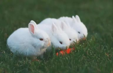 教小白如何养兔子-第7张-宠物相关-宝佳网