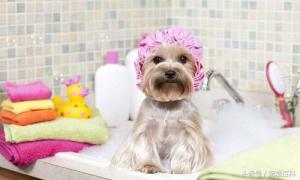 给宠物狗洗澡流程和注意事项-第1张-宠物相关-宝佳网