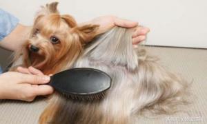 给宠物狗洗澡流程和注意事项-第3张-宠物相关-宝佳网