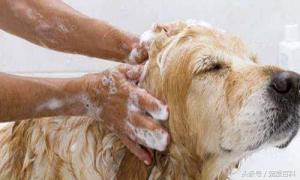 给宠物狗洗澡流程和注意事项-第2张-宠物相关-宝佳网