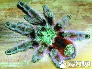 宠物蜘蛛品种 六种最常见最受欢迎的宠物蜘蛛-第1张-宠物相关-宝佳网