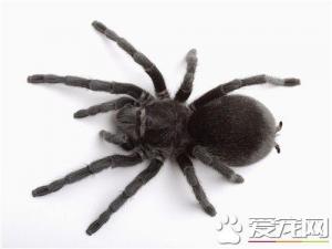 宠物蜘蛛品种 六种最常见最受欢迎的宠物蜘蛛-第2张-宠物相关-宝佳网