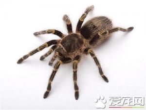 宠物蜘蛛品种 六种最常见最受欢迎的宠物蜘蛛-第3张-宠物相关-宝佳网