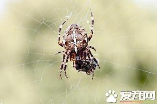 蜘蛛的种类 常见的几种宠物蜘蛛的种类-第1张-宠物相关-宝佳网