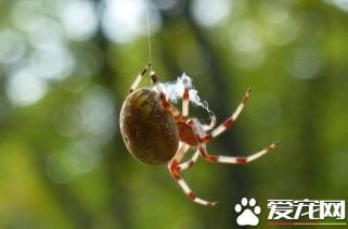 蜘蛛的种类 常见的几种宠物蜘蛛的种类-第3张-宠物相关-宝佳网
