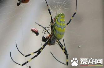 蜘蛛的种类 常见的几种宠物蜘蛛的种类-第2张-宠物相关-宝佳网