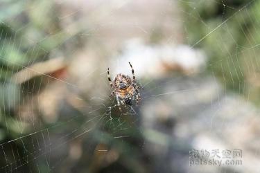 用照片来证明：蜘蛛也是一种非常可爱的生物-第3张-宠物相关-宝佳网