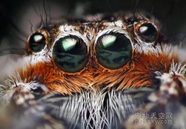 用照片来证明：蜘蛛也是一种非常可爱的生物-第4张-宠物相关-宝佳网