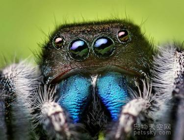 用照片来证明：蜘蛛也是一种非常可爱的生物-第6张-宠物相关-宝佳网