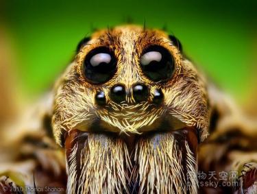 用照片来证明：蜘蛛也是一种非常可爱的生物-第8张-宠物相关-宝佳网