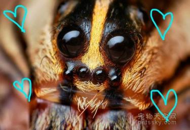 用照片来证明：蜘蛛也是一种非常可爱的生物-第9张-宠物相关-宝佳网