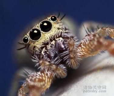 用照片来证明：蜘蛛也是一种非常可爱的生物-第10张-宠物相关-宝佳网