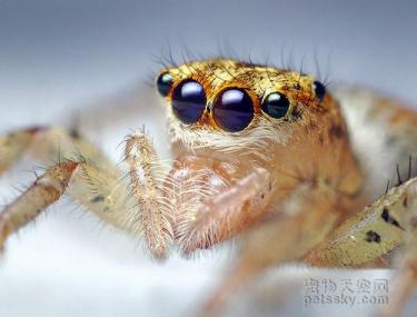 用照片来证明：蜘蛛也是一种非常可爱的生物-第13张-宠物相关-宝佳网