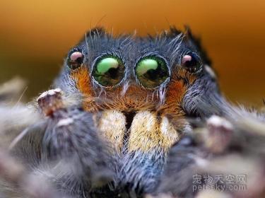 用照片来证明：蜘蛛也是一种非常可爱的生物-第14张-宠物相关-宝佳网