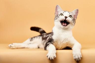 十大温顺的猫咪排行榜来了，缅因第7，布偶第5，第一名是它-第3张-宠物相关-宝佳网