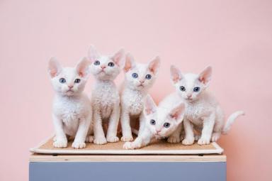 十大温顺的猫咪排行榜来了，缅因第7，布偶第5，第一名是它-第4张-宠物相关-宝佳网