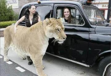 女人花了近300万，买下一只狮虎兽做宠物，如今已达816斤-第1张-宠物相关-宝佳网