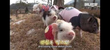 韩国天才小猪，智商堪比9岁孩子，有人出11万购买，主人不曾心动-第33张-宠物相关-宝佳网