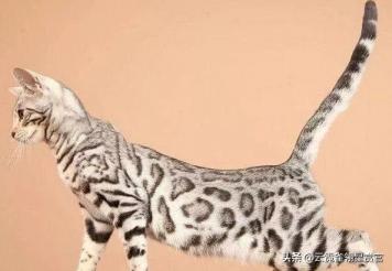 八种最昂贵的猫咪，布偶猫都不算什么，它们才是“行走的人民币”-第5张-宠物相关-宝佳网