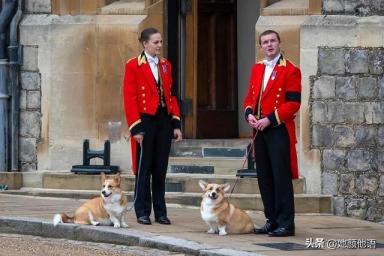 女王伊丽莎白二世心爱的柯基犬在她去世时在房间里-第3张-宠物相关-宝佳网