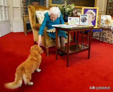 女王伊丽莎白二世心爱的柯基犬在她去世时在房间里-第1张-宠物相关-宝佳网