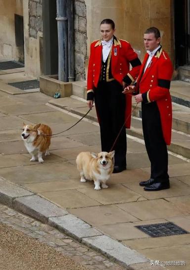 女王伊丽莎白二世心爱的柯基犬在她去世时在房间里-第2张-宠物相关-宝佳网