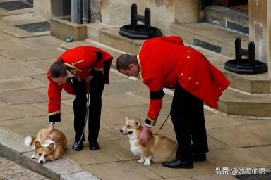 女王伊丽莎白二世心爱的柯基犬在她去世时在房间里-第4张-宠物相关-宝佳网