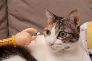宠物知识：猫咪球虫病的症状及诊断治疗办法-第2张-宠物相关-宝佳网