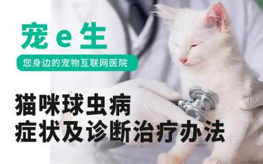 宠物知识：猫咪球虫病的症状及诊断治疗办法-第1张-宠物相关-宝佳网