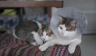 宠物知识：猫咪球虫病的症状及诊断治疗办法-第5张-宠物相关-宝佳网