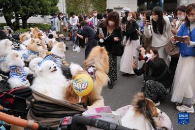 东京举行国际宠物用品博览会-第1张-宠物相关-宝佳网