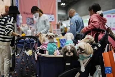 东京举行国际宠物用品博览会-第2张-宠物相关-宝佳网