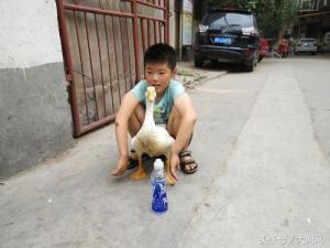 见过遛鹅的吗？郑州十岁男孩养个白鹅当宠物-第1张-宠物相关-宝佳网