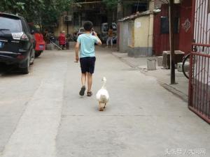 见过遛鹅的吗？郑州十岁男孩养个白鹅当宠物-第2张-宠物相关-宝佳网