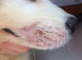 狗狗6种常见皮肤病，教你快速辨识，轻松应对皮肤病-第2张-宠物相关-宝佳网