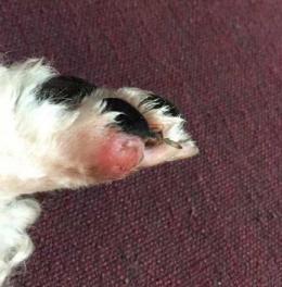 狗狗6种常见皮肤病，教你快速辨识，轻松应对皮肤病-第5张-宠物相关-宝佳网