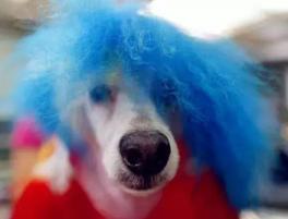 “好狗狗杯”第三届中国宠物美容师行业大会全国海选模特狗-第2张-宠物相关-宝佳网