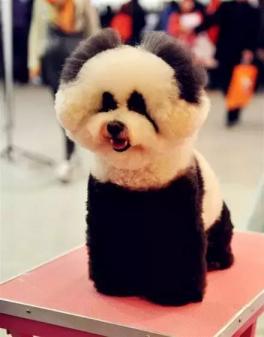 “好狗狗杯”第三届中国宠物美容师行业大会全国海选模特狗-第3张-宠物相关-宝佳网