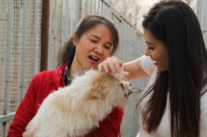 小黄狗环保科技北京救助站正式揭牌 为近200只流浪猫狗安新家-第4张-宠物相关-宝佳网