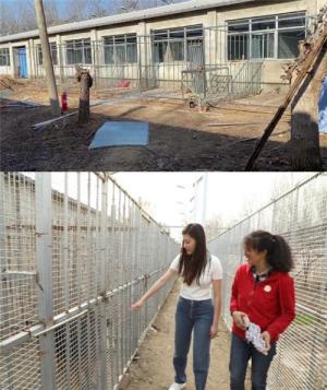 小黄狗环保科技北京救助站正式揭牌 为近200只流浪猫狗安新家-第6张-宠物相关-宝佳网