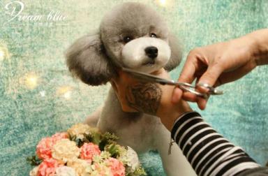 南京就有专业的宠物美容师培训学校-第1张-宠物相关-宝佳网
