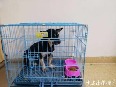 @宁波爱犬人士，流浪犬免费领养来了！71岁温阿姨成为宁波市首个领养人-第2张-宠物相关-宝佳网