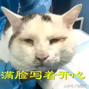 温江夫妻为流浪猫做了个手术 惊动大V、转发几万次！网友吵翻：温江简直是动物天堂-第1张-宠物相关-宝佳网